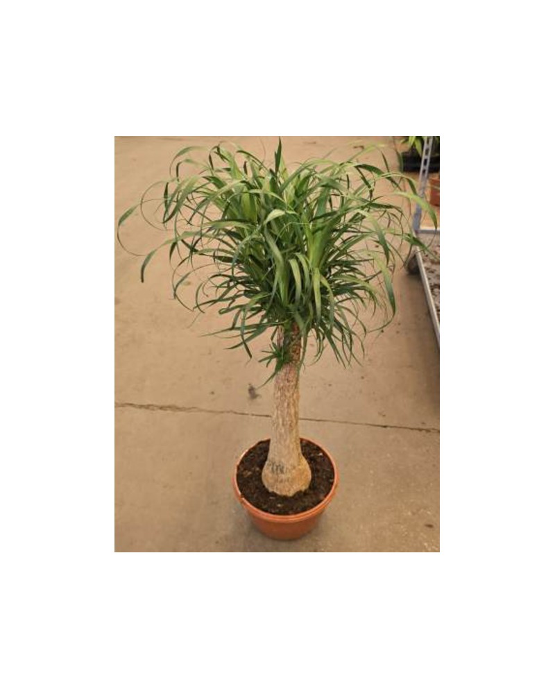 Beaucarnea recurbata 50/60cm                      