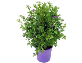 Solanum rantonetti 5L                             