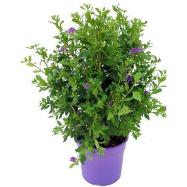 Solanum rantonetti 5L                             