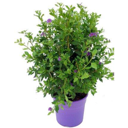 Solanum rantonetti 5L                             