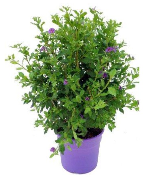 Solanum rantonetti 5L                             