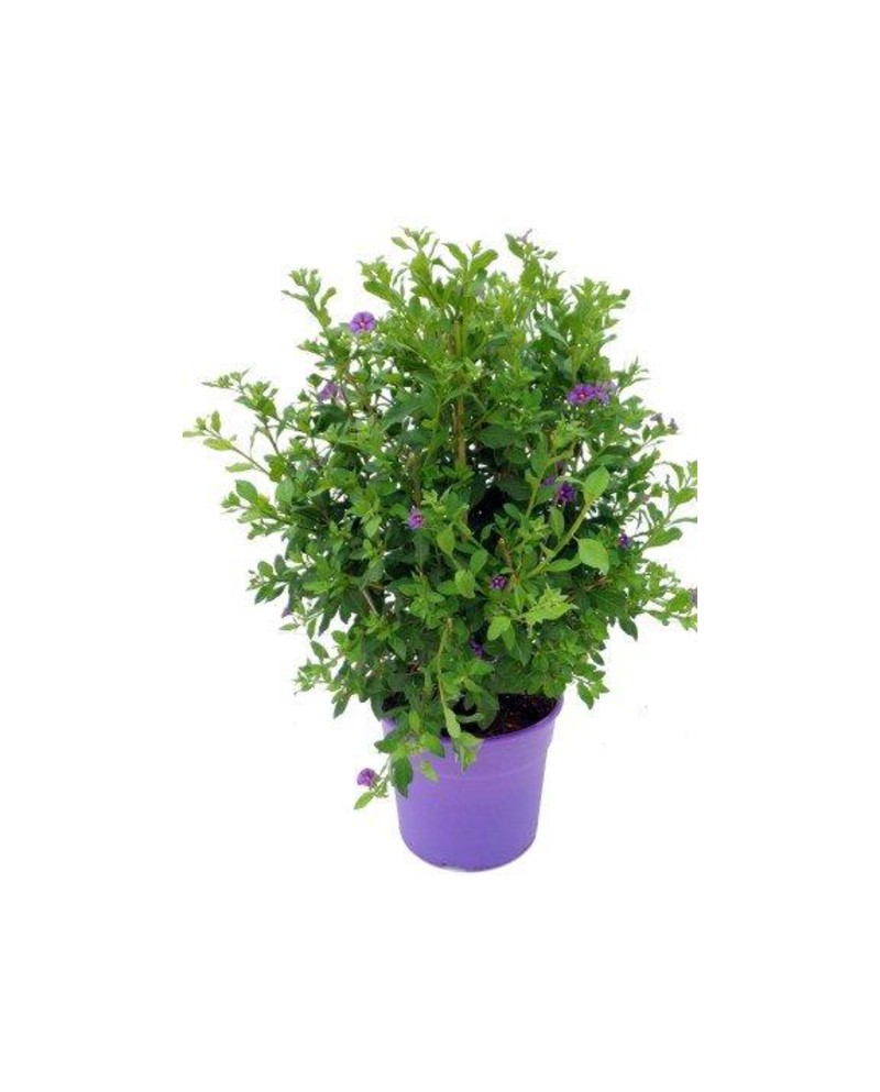 Solanum rantonetti 5L                             