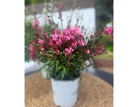 Gaura 2lt                                         