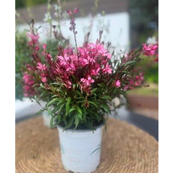 Gaura 2lt                                         