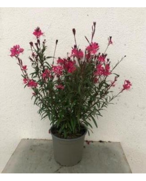 Gaura 2lt                                         