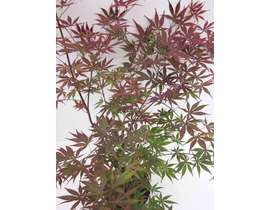Acer palmatum m25 100cm                           