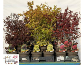 Acer palmatum mix m20 60/70cm                     