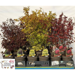 Acer palmatum mix m19 60/70cm                     