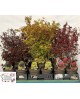 Acer palmatum mix m20 60/70cm                     