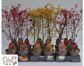 Acer palmatum mix m10 60/70cm                     