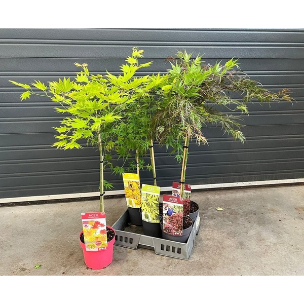 Acer palmatum m25 100cm                           