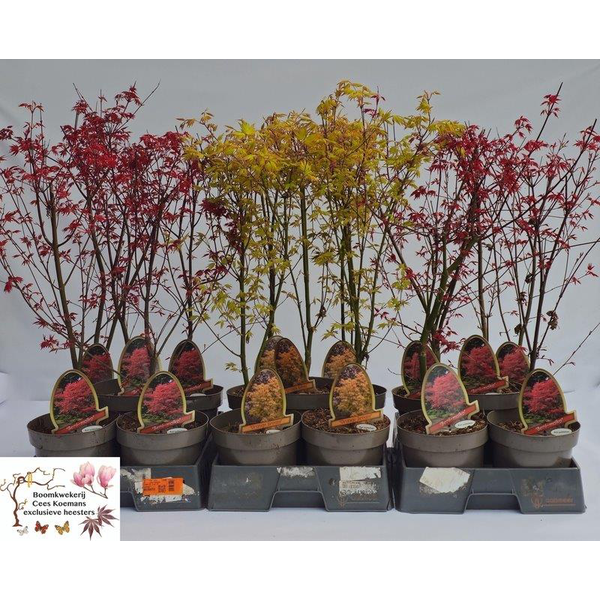 Acer palmatum mix m20 60/70cm                     