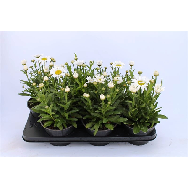 Leucanthemum 14x14                                