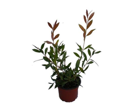 Callistemon m14                                   