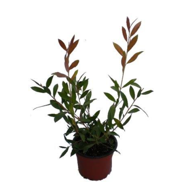 Callistemon m14                                   