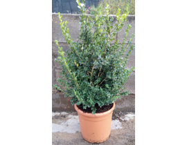 Buxus micro.faulkner arbustivo 3lt 30/40cm        