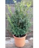 Buxus micro.faulkner arbustivo 3lt 30/40cm        