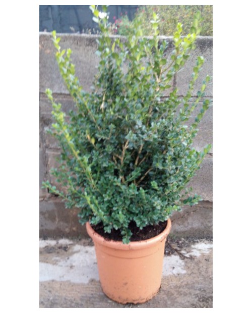 Buxus micro.faulkner arbustivo 3lt 30/40cm        
