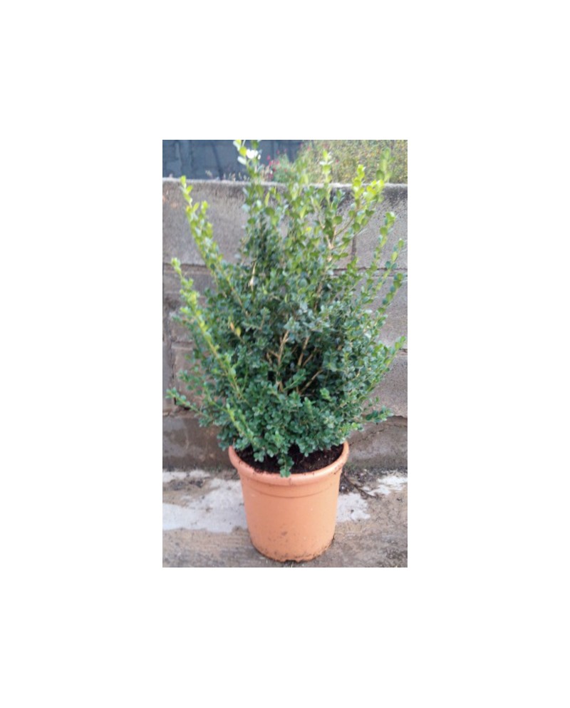 Buxus micro.faulkner arbustivo 3lt 30/40cm        