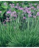 Thulbagia violacea 2lt                            