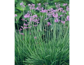 Thulbagia violacea 2lt                            