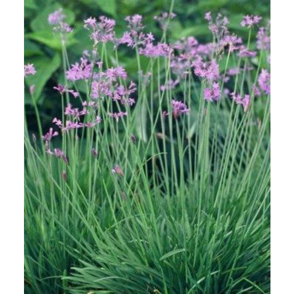Thulbagia violacea 2lt                            