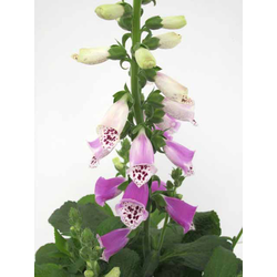 Digitalis purpurea mix 2lt                        