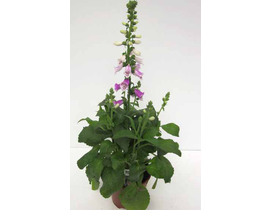 Digitalis purpurea mix 2lt                        