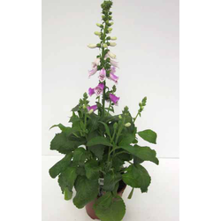 Digitalis purpurea mix 2lt                        