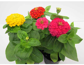 Zinia profusion m13                               