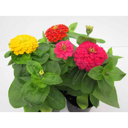 Zinia profusion m13                               
