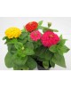 Zinia profusion m13                               