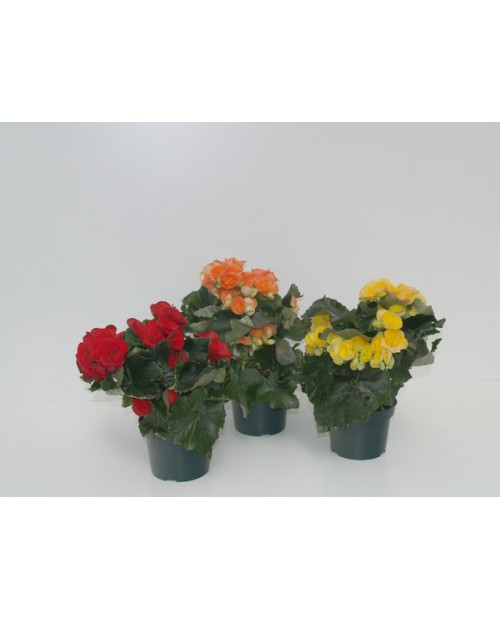 Begonia elatior 13                                