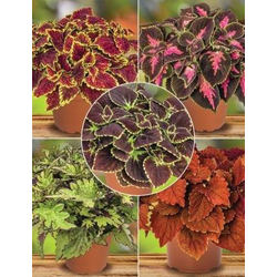 Coleus blumei main street m13                     