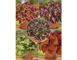 Coleus blumei main street m13                     