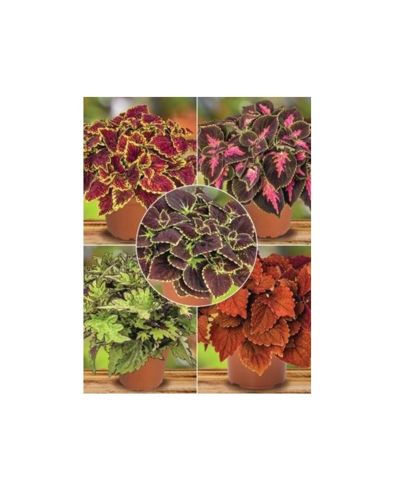 Coleus blumei main street m13                     