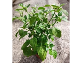 Capsicum pimiento m13                             
