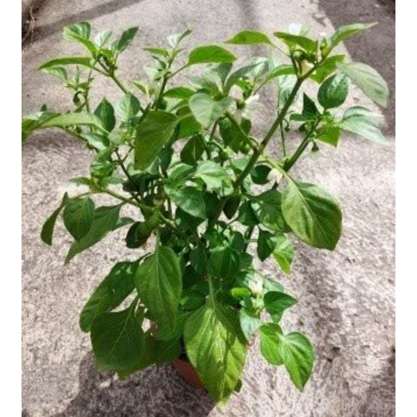 Capsicum pimiento m13                             