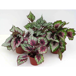 Begonia rex 13                                    