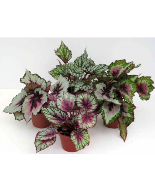Begonia rex 13                                    