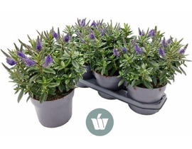 Veronica mix 3lt                                  
