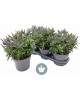 Veronica mix 3lt                                  