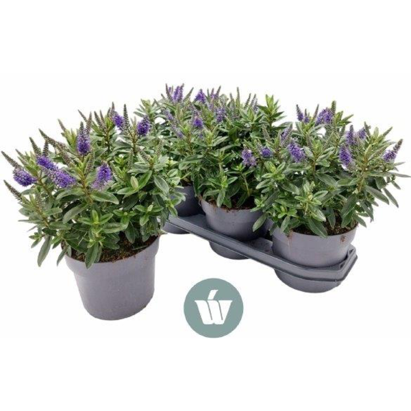 Veronica mix 3lt                                  
