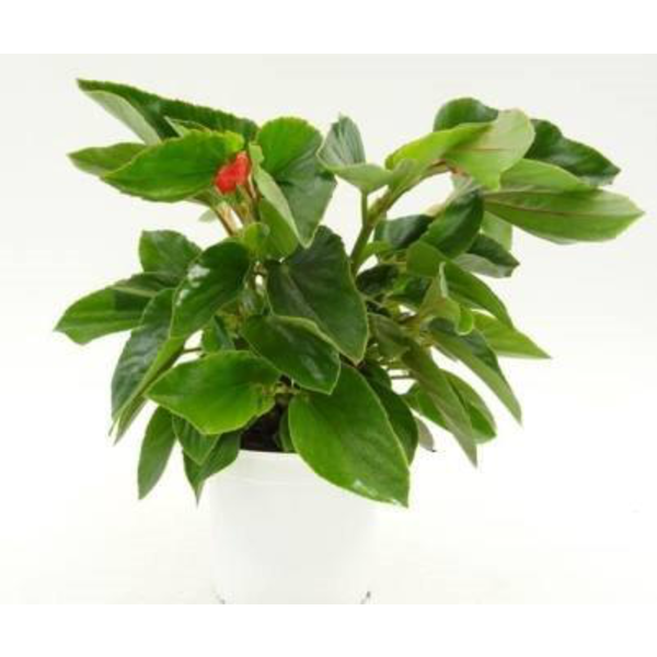 Begonia dragon wing 14                            