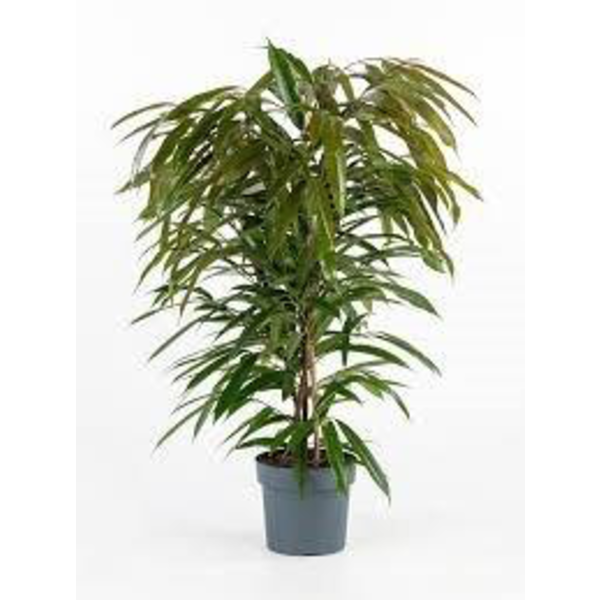 Ficus amstel king m26 120cm                       