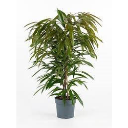 Ficus amstel king m26 120cm                       