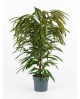 Ficus amstel king m26 120cm                       
