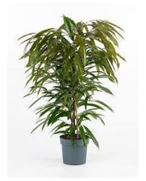 Ficus amstel king m26 120cm                       