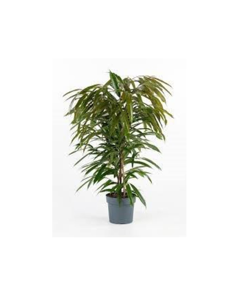 Ficus amstel king m26 120cm                       