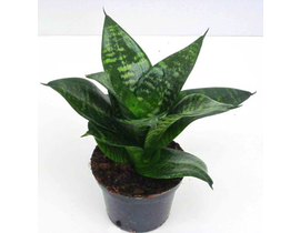 Sansevieria hannii m11                            